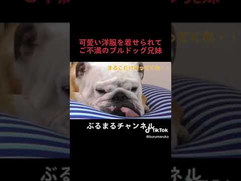 他人事だと思っているイッヌ　#犬 #ブルドッグ #子犬 #お出かけ(YouTube)