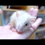 片目のない奇形ラットが産まれてきた(YouTube)