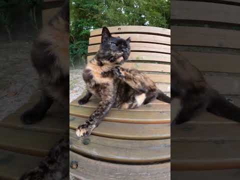 ベンチに寝転んで人間を攻撃するサビ猫 #猫 #野良猫 #野郎が撮った猫動画(YouTube)