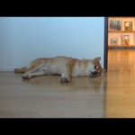 留守番の様子を観察したら柴犬の健気さに涙が出ました。。(YouTube)