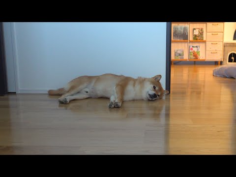 留守番の様子を観察したら柴犬の健気さに涙が出ました。。(YouTube)