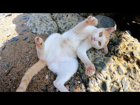 おかっぱ頭の茶シロ猫が砂浜で激しく転げ回って攻撃してきた(YouTube)