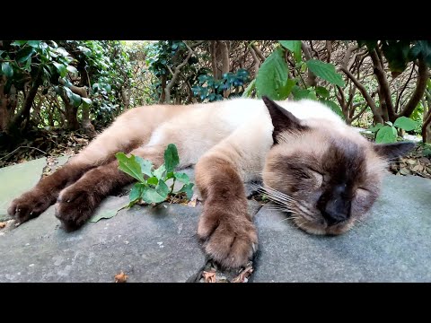 仲良しのシャム猫とキジトラ猫が気持ち良さそうにお昼寝する(YouTube)