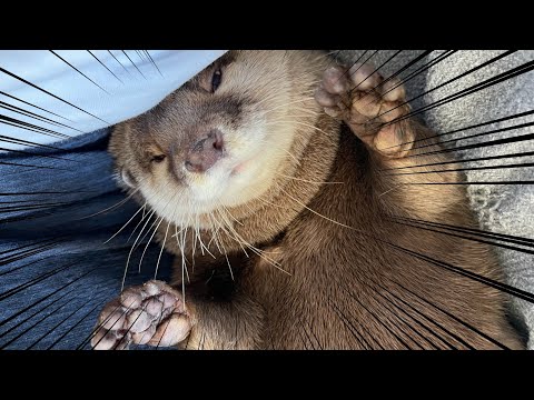 回転するものを手で片っ端から止めて回る迷惑なカワウソ Annoying otter that stops and turns everything that turns.(YouTube)