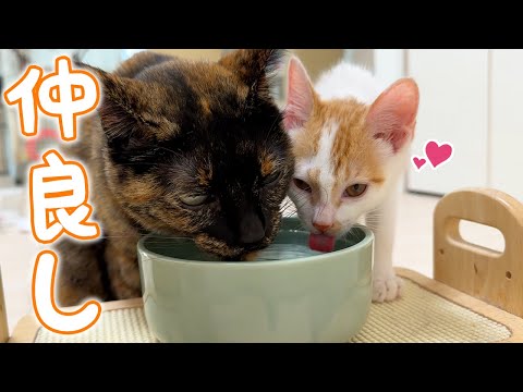 先住猫と何でも一緒に行動したがるようになった子猫(YouTube)