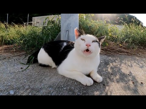 変な髪型のハチワレ猫?何か話し掛けてきた(YouTube)