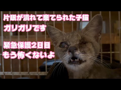 片目を失い棄てられてガリガリな子猫 保護2日目 エビちゃん元気 Day6(YouTube)
