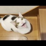 普段お出迎えしない猫が珍しくニャーニャーとお出迎えしてくれました(YouTube)