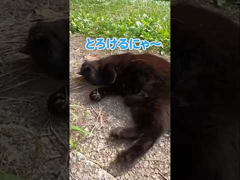 「“いつもの”お願いするにゃ！」(YouTube)