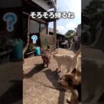 帰ろうとしたら全力で追いかけてくる猫たち(YouTube)