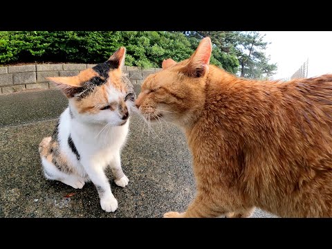夕立が上がると、雨でびしょ濡れの猫ちゃん達が甘えてきた(YouTube)