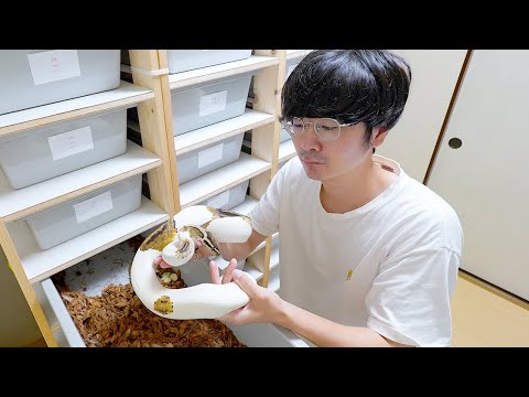 【交尾ラッシュ】ボールパイソン25匹お迎えして三ヶ月、とんでもないことになってきました(YouTube)