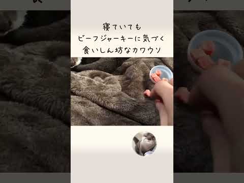 カワウソさくら 寝ているところにジャーキーを置いたら衝撃の結果が…！？ Put a jerky on the otter sleeping(YouTube)