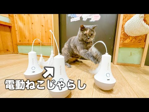 電動猫じゃらしプレゼントしたら、誰も予想つかない遊びが始まったww(YouTube)