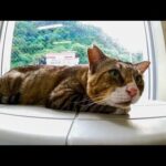 窓際の猫(YouTube)