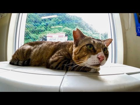 窓際の猫(YouTube)