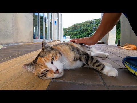 フェリー乗り場の前でダラダラ寝る三毛猫をナデナデしてきた(YouTube)