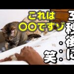 飼い主が○○をして！と猫におねだりしたらまさかの結果に…(YouTube)