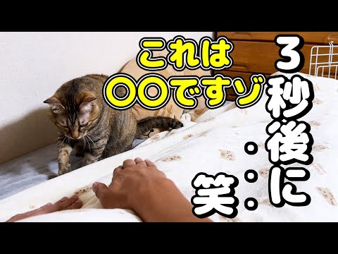 飼い主が○○をして！と猫におねだりしたらまさかの結果に…(YouTube)