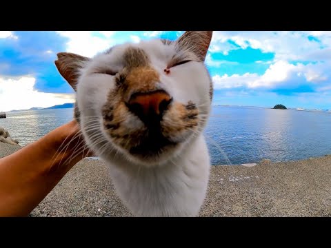 モフられに防波堤に上がってくる野良猫(YouTube)