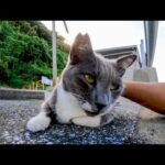 港の自転車置き場にいた猫ちゃん、撫でられてゴロゴロ喜んでカワイイ(YouTube)