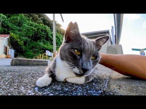 港の自転車置き場にいた猫ちゃん、撫でられてゴロゴロ喜んでカワイイ(YouTube)
