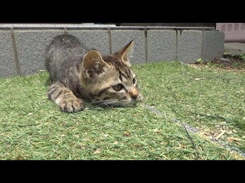 車屋で保護した子猫にお友達が出来た(YouTube)