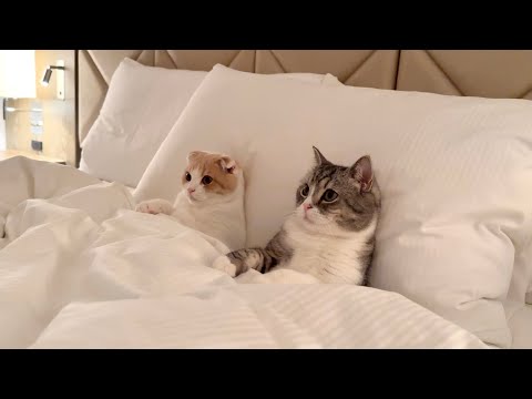 ホテルで一緒にテレビを見て夜更かししてる猫たちが可愛すぎました…笑(YouTube)