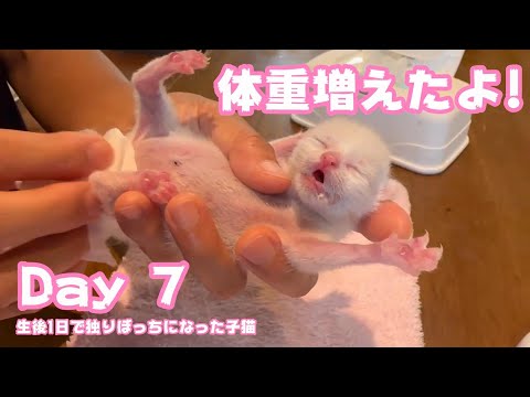 体重増えたよ！ 生後1日で独りぼっちになった子猫 Day 7(YouTube)