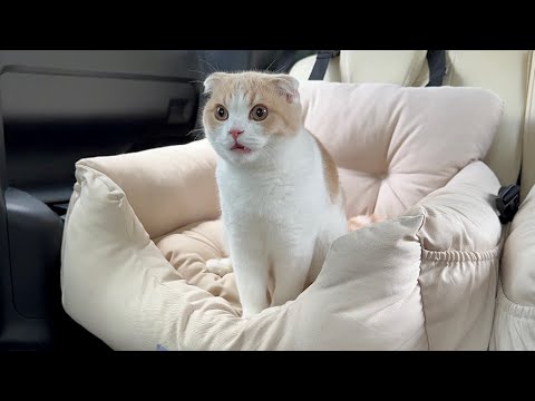 病院とは知らずに連れてこられた子猫が到着した瞬間にこうなっちゃいました…(YouTube)