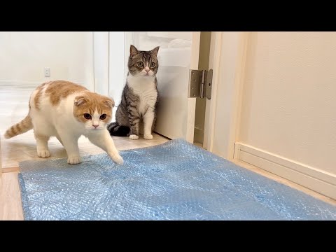 廊下にプチプチを敷いたら猫たちの歩き方がこうなっちゃいましたw(YouTube)