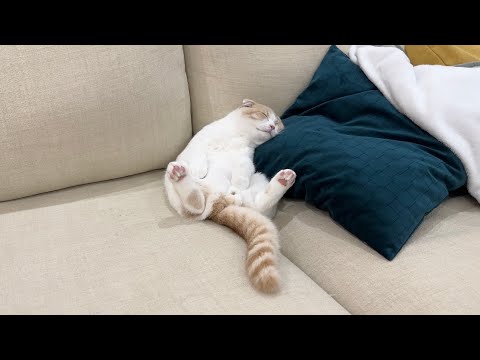 テレビを見ながら1人で寝落ちしちゃってた子猫がかわいすぎましたw(YouTube)