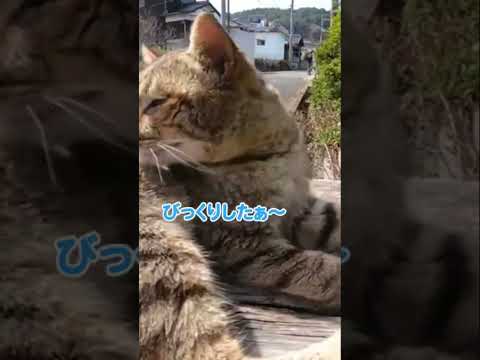 ねてる猫を撫でたら怒られるかと思いきや……(YouTube)