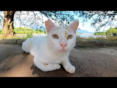 人間には可愛らしく甘えてくるのに、他の猫には厳しい茶シロ猫(YouTube)