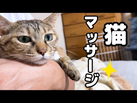猫が元気になるマッサージをしたらたくさんお話ししてくれました！(YouTube)