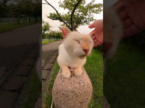 石碑の上にチョコンと座る猫ちゃん #猫 #野良猫 #野郎が撮った猫動画(YouTube)