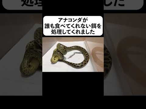 アナコンダが誰も食べてくれない餌を処理してくれました#shorts(YouTube)