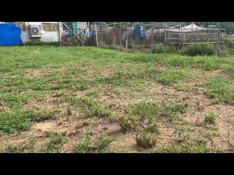 毎回だけど日曜日地際で刈った草が3日で終わり笑(YouTube)