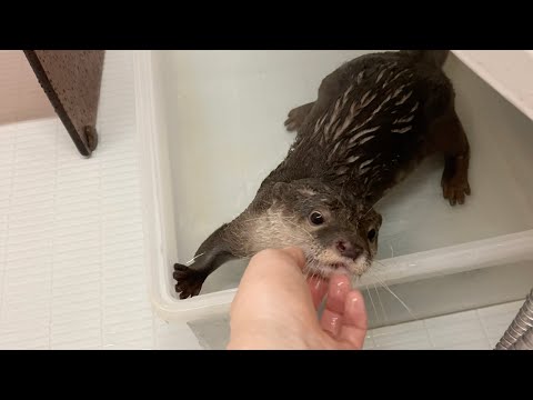 カワウソと流れるプールで遊んだら今までで一番疲れてしまった！？ Played in a flowing pool with otters.(YouTube)