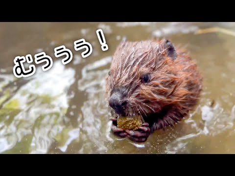 赤ん坊ビーバーがむぅぅむぅぅ言いながら食事するの可愛すぎる(YouTube)