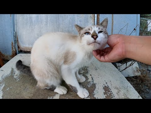 夕方、漁港で暮らす猫達が住処のプレハブ小屋へ帰っていく(YouTube)