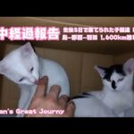 途中経過報告 生後3日で棄てられた子猫達  Day121 1,600kmの旅 Kitten’s Great Journy(YouTube)