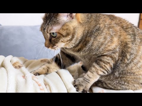 世界で一番、力加減が絶妙な猫マッサージに溶けていく飼い主(YouTube)