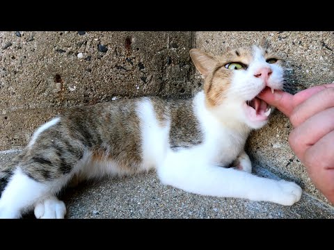 なかなか素直にモフらせてくれないキジシロ猫(YouTube)