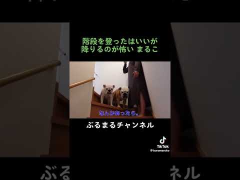 子犬が階段から降りなくなった時、兄犬のとった行動は？？#犬 #ブルドッグ #階段(YouTube)