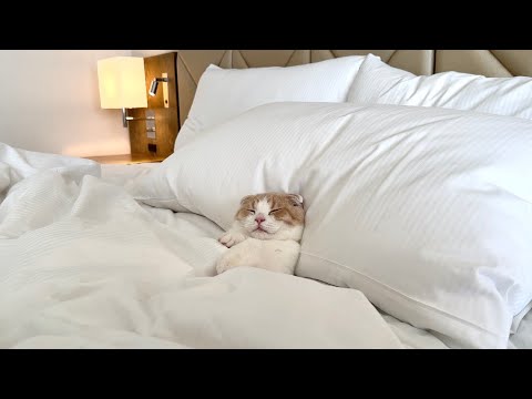 ホテルのベッドが気持ち良すぎて寝坊してる子猫がかわいすぎましたw(YouTube)