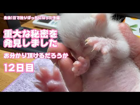 重大な秘密を発見してしまいました お分かりいただけるだろうか 生後1日で独りぼっちになった子猫 Day 12 2023 08 29-2(YouTube)
