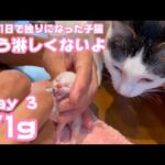 生後1日で独りになった子猫 もう淋しくないよ Day 3  71g(YouTube)