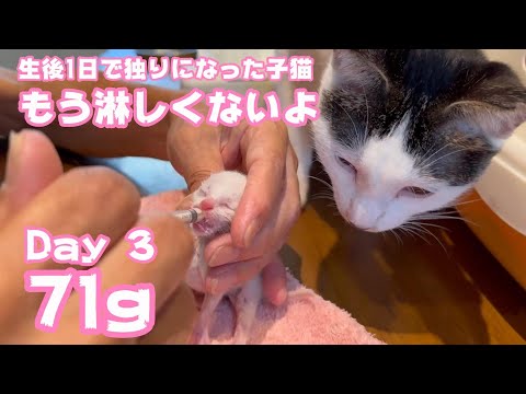 生後1日で独りになった子猫 もう淋しくないよ Day 3  71g(YouTube)