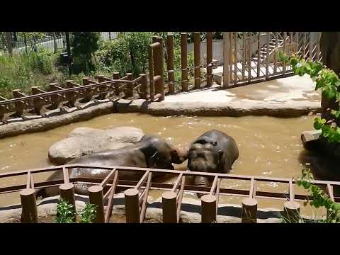 アジアゾウ「ヴィドゥラ」が「アマラ」にマウントするようす：多摩動物公園(YouTube)